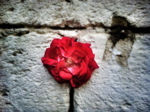 The Rose That Grew From Concrete